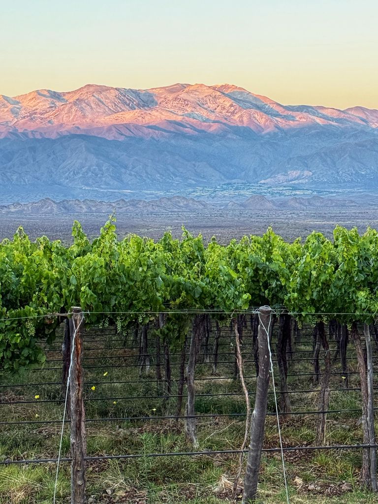 Historia natural de las rocas y el secreto de nuestros vinos